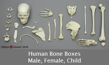 Bone Boxes