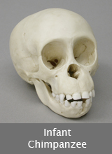 Infant Chimp Skull