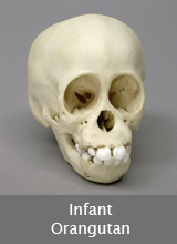 Infant Orangutan Skull