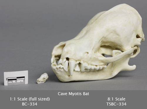 Cave Myotis Bat Skull