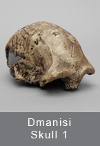 Dmanisi Skull 1