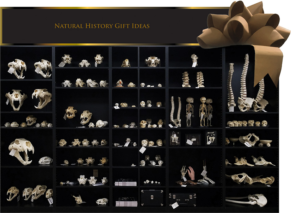 Natural History Gift Ideas