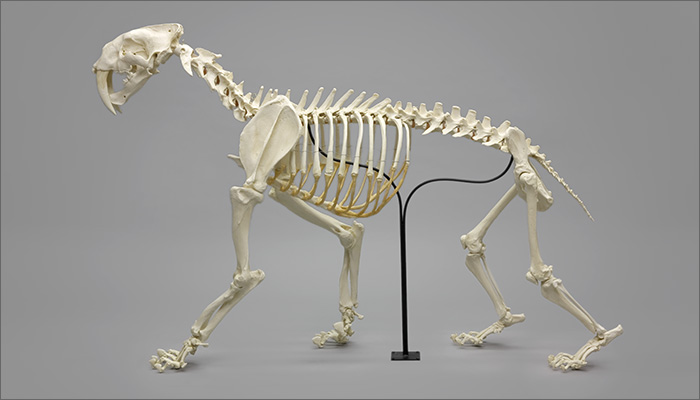 Smilodon Skeleton
