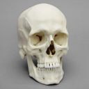 Male European Skull