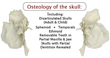 Osteology of the Skull