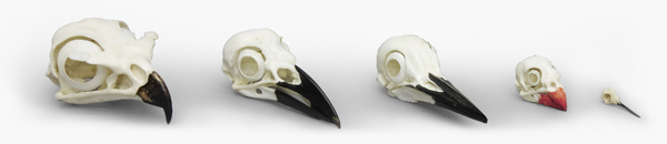 Comparative Bird Skull Set of 5