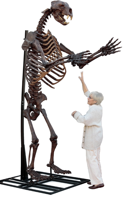 Short-faced Bear Skeleton
