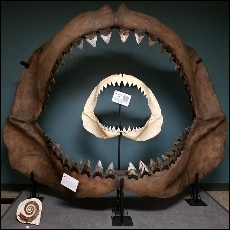 Shark Jaws