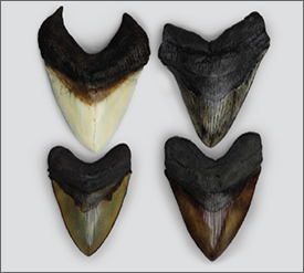 Fossil Sets