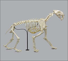Fossil Skeletons