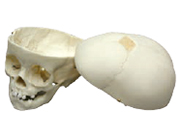 Human 1-year-old Child Skull