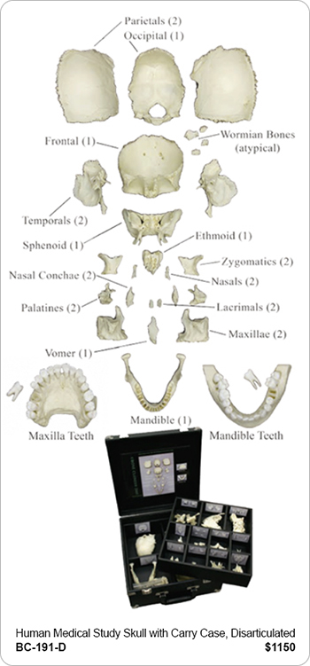 Human Medical Study Skull, Disarticulated