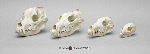 Canid Comparison Economy Skull Set