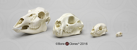 Dietary Comparison Economy Skull Set