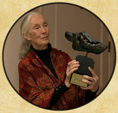 jane goodall chimpanzee harassment of females