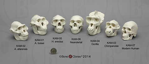 KAM-SET-7 Set of 7 Primate Skulls