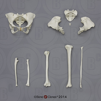 Human Female Adult Humerus - Bone Clones, Inc. - Osteological