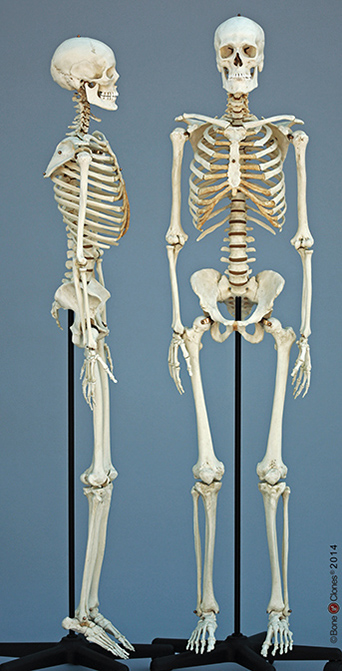 Bone Clones European Skeletons